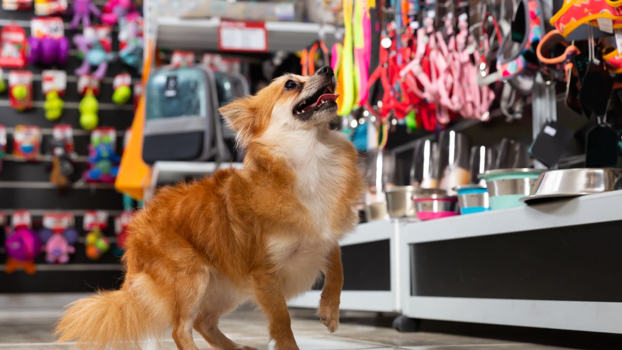 The Best Pet Shops